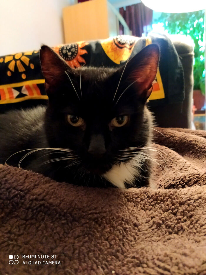 My Cat Mr. Binks. My (Now Ex-)husband Named Him After A Cat In Some Cheesy Christmas Movie, But We Just Call Him Binksy, Monkey Or Bunny.