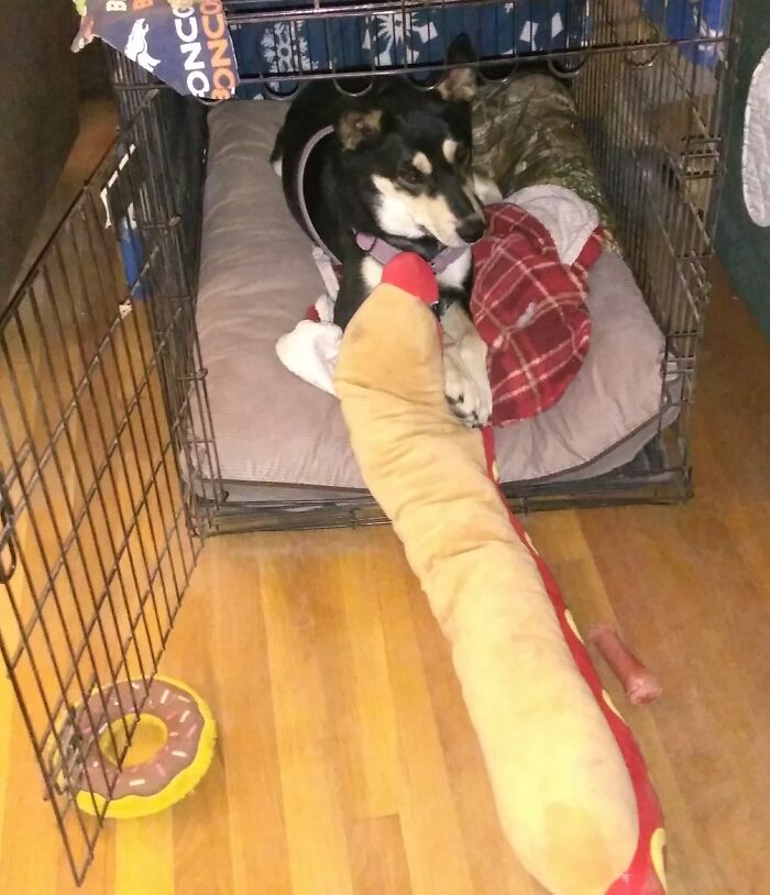 They Have A Lot Of Toys But This Hotdog And Donut Are Favorites!