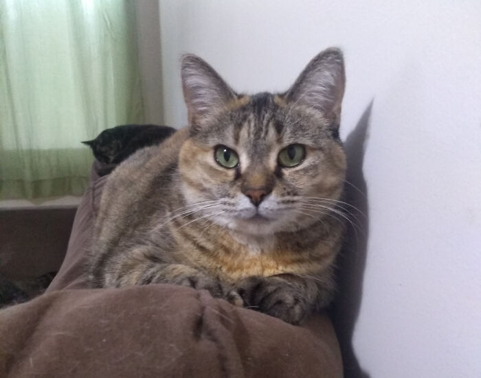 Luna Aka My Little Cougar. Behind Is Pommette (Small Apple)