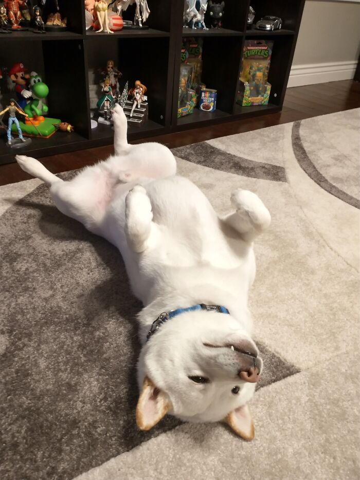 This Is My Doge (Shiba Inu) Ghost, Named After The Direwolf From Game Of Thrones. Direwolf