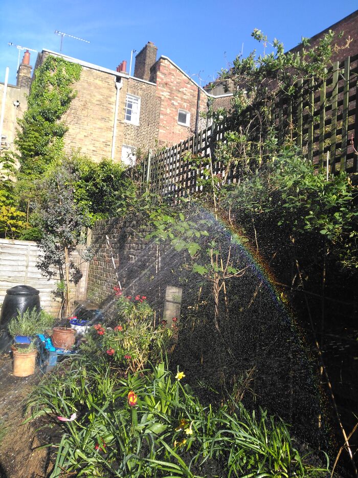Rainbow Garden