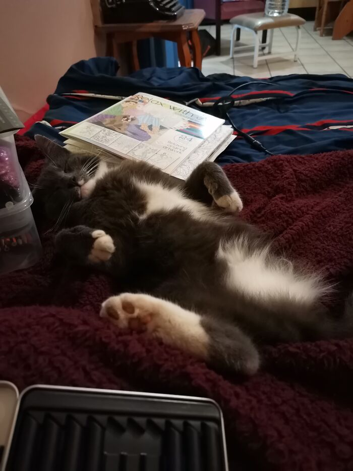 #12 My Adorable Three-Legged Cat Called "Cassidy"