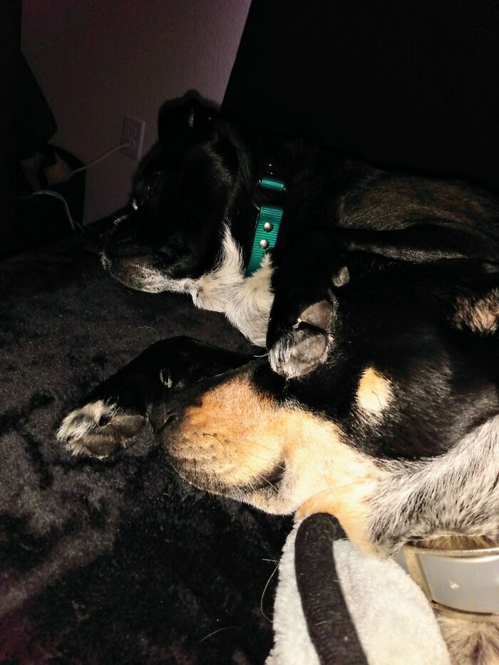 Squirrel And Blu Bird