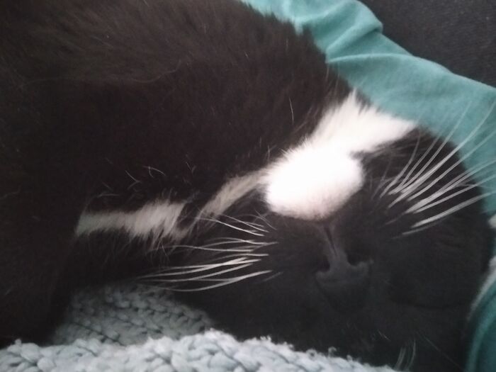 Meet Sherlock. Sherlock Houdini Satan, Sherlock-Because He Is Very Smart, Houdini- Can Open Any Door..and Satan Because He Can Look Quite Satanic Although He Is The Sweetest, Friendliest Cat You Ever Meet. He Is A Shelter Cat And I Am So Glad I Could Adopt Him