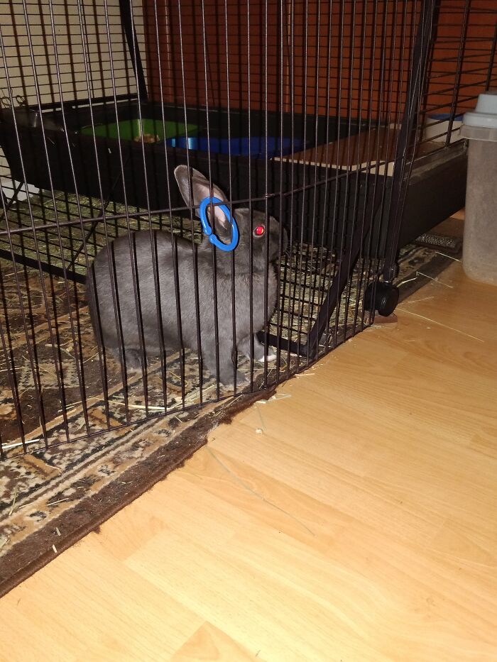 Clearly, My Rabbit Is A Demon