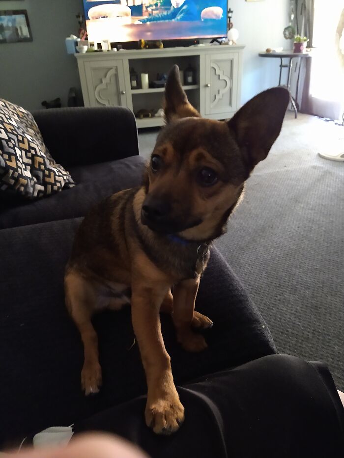 This Is Our Family Dog Boomer I Chose The Name After One My Favorite Characters Off The Show Wentworth