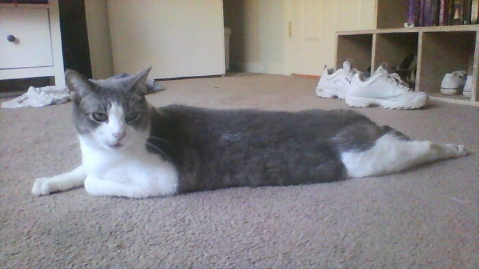 His Name Is Mr. Fluffnutter, My Sister Named Him When She Was 6, Dident Even Know What A Fluffernuter Sandwich Was (Full Name: Sir Thomas William Fluffernutter The 3) (Not The Third)