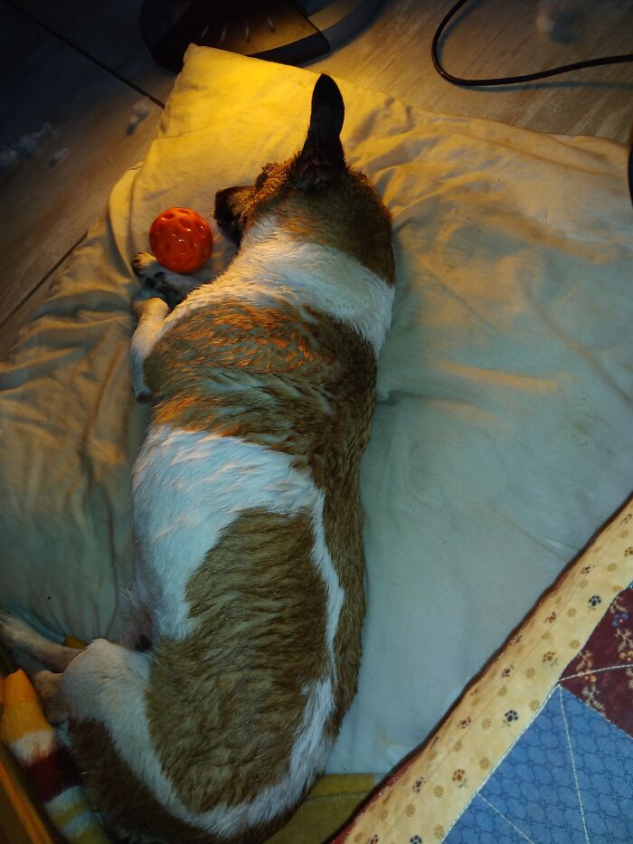 I Know It's A Crappy Photo But This Is My Baby Jilly...after A Long Dirty Day Playing In The Mud, So After A Showers It's Heater And Sleepy Time