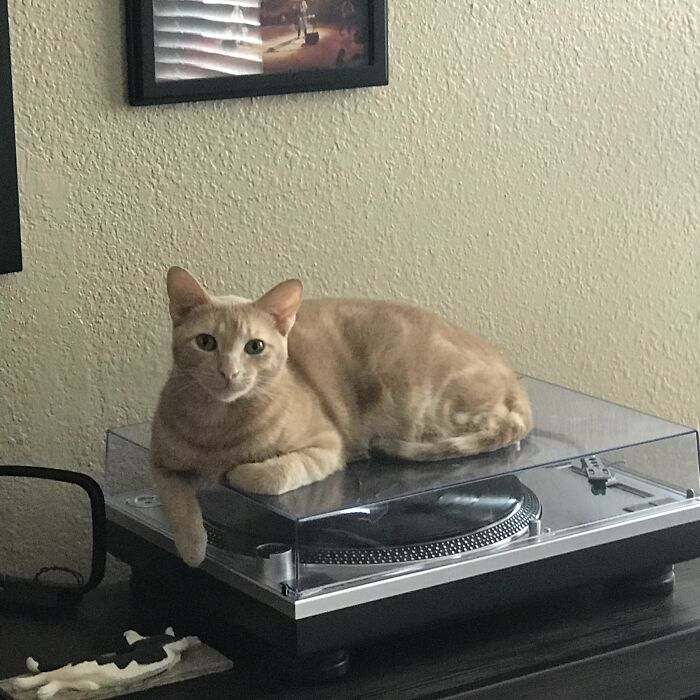 Pratt (Named After Neil Peart (Rush Drummer))