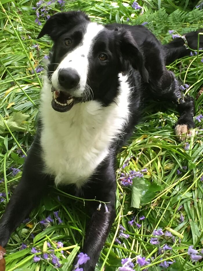 This Is My Dog Shilo. I Spell Shilo Without The "H" At The End Because I Named Him After The Neil Diamond Song. In The Song Shilo Is Neil's Imaginary Friend Who Comes To Him When He Is Lonely. We Got Shilo After My Last Dog Samba, Also A Border Collie, Died. Samba Was The Love Of My Life And Even Though It Is 7 Years Since He Passed I Still Miss Him. Shilo Came Into My Life And Helped Me Live Through The Loss And Loneliness Of Losing Samba Just Like Neill Diamond's Imaginary Friend Came To Him In The Song. Thankfully There's Nothing Imaginary About Shilo! He's A Beautiful, Funny, Smart, Loving And Loyal Dog Who Is My Best Friend. I Love Him So Much.