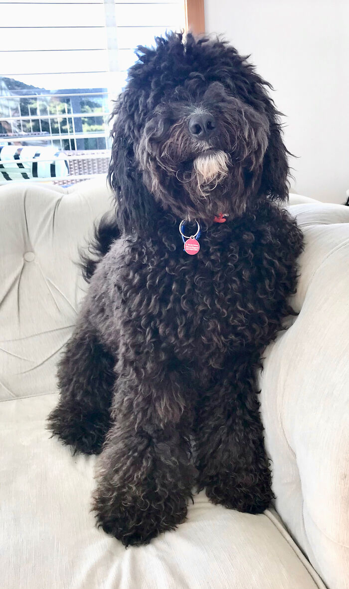 This Is Bean. He's Just Bean Because!