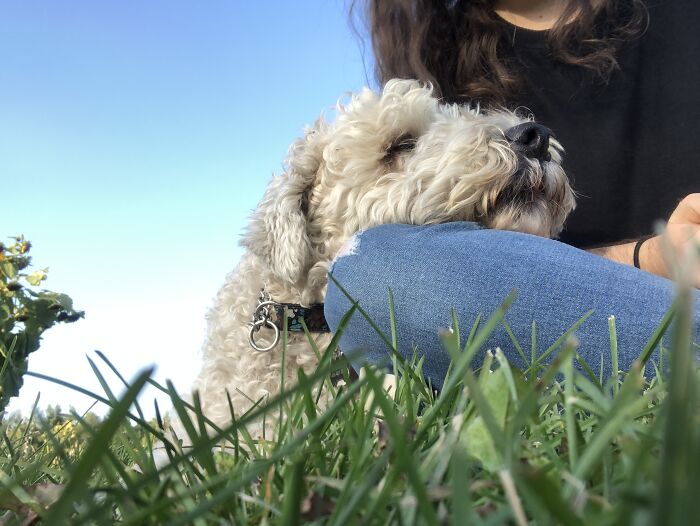 My Dog Resting On My Knee