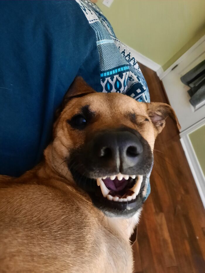 Evil Pirate Potcake Is Evil.