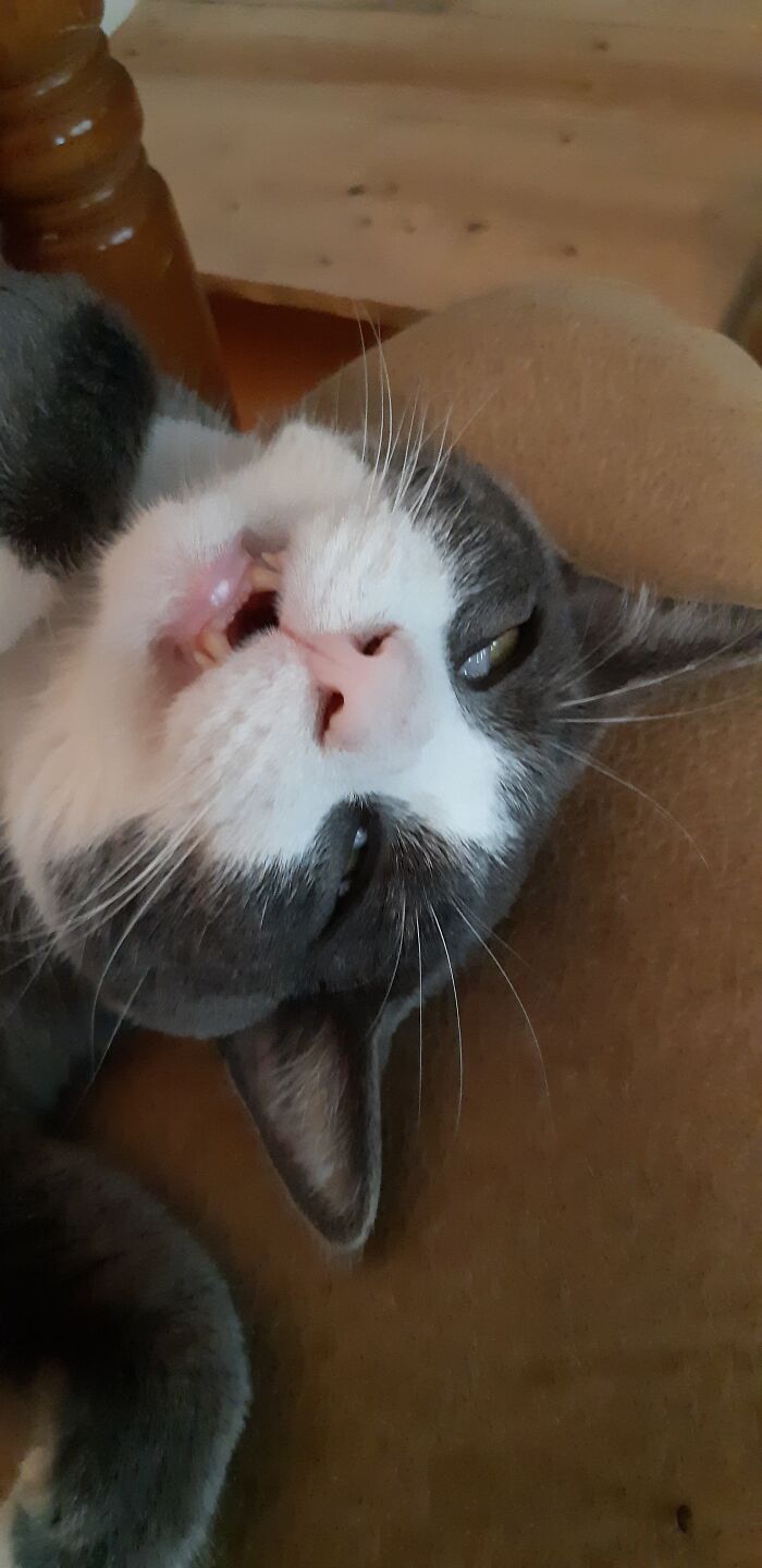 Not Sure If Mac Newton Cheese Mccat Is Sleeping Or Possessed...