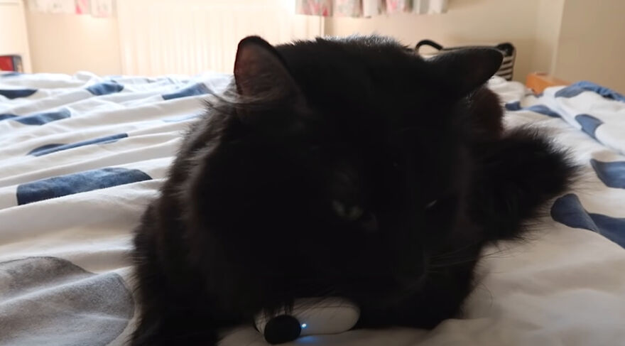 British Man Attached A Tiny Bluetooth Camera To His Kitten's Collar For 24 Hours To See What His Cat's Secret Life Looks Like British Man Attached A Tiny Bluetooth Camera To His Kitten's Collar For 24 Hours To See What His Cat's Secret Life Looks Like