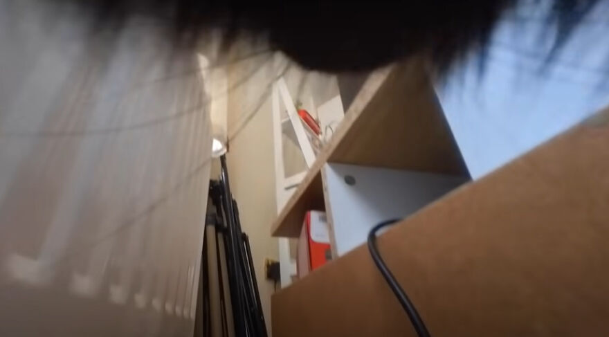 British Man Attached A Tiny Bluetooth Camera To His Kitten's Collar For 24 Hours To See What His Cat's Secret Life Looks Like