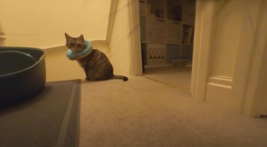 British Man Attached A Tiny Bluetooth Camera To His Kitten's Collar For 24 Hours To See What His Cat's Secret Life Looks Like