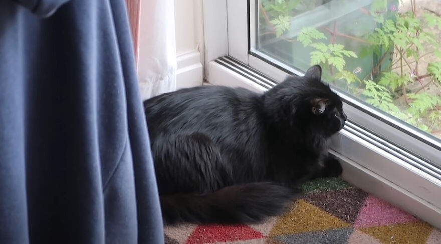 British Man Attached A Tiny Bluetooth Camera To His Kitten's Collar For 24 Hours To See What His Cat's Secret Life Looks Like