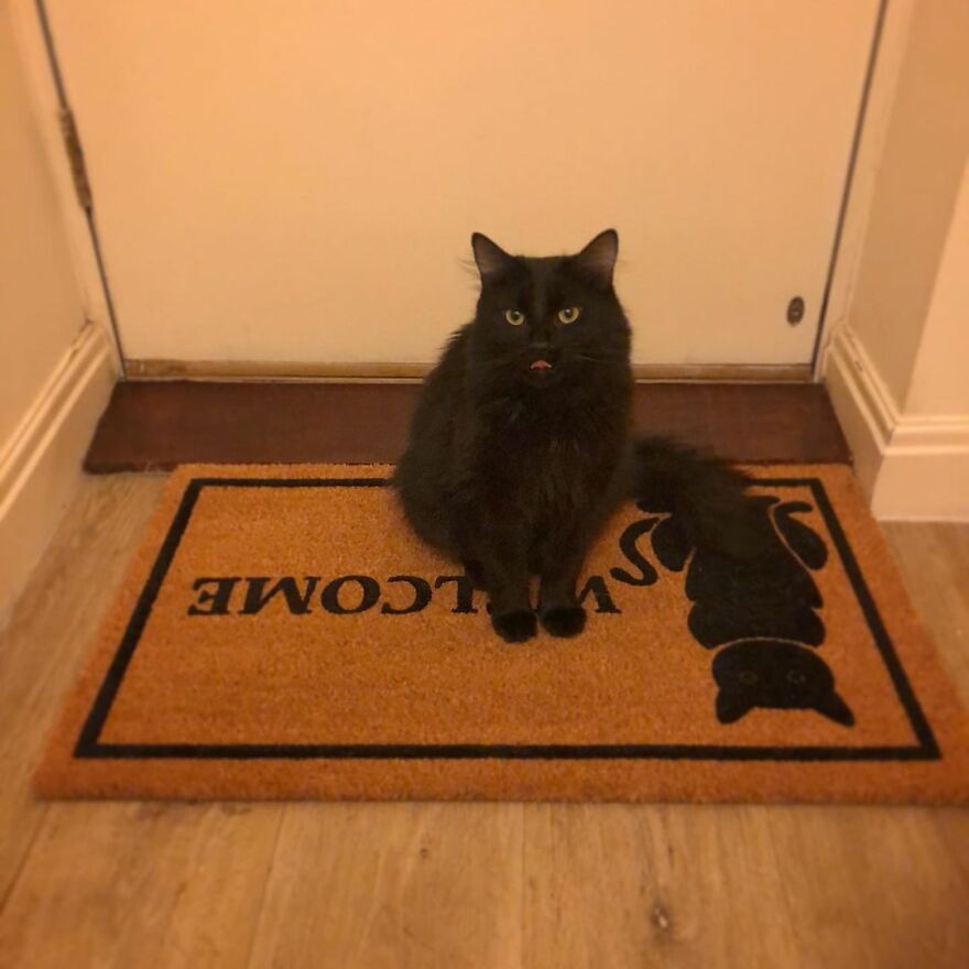 British Man Attached A Tiny Bluetooth Camera To His Kitten's Collar For 24 Hours To See What His Cat's Secret Life Looks Like British Man Attached A Tiny Bluetooth Camera To His Kitten's Collar For 24 Hours To See What His Cat's Secret Life Looks Like