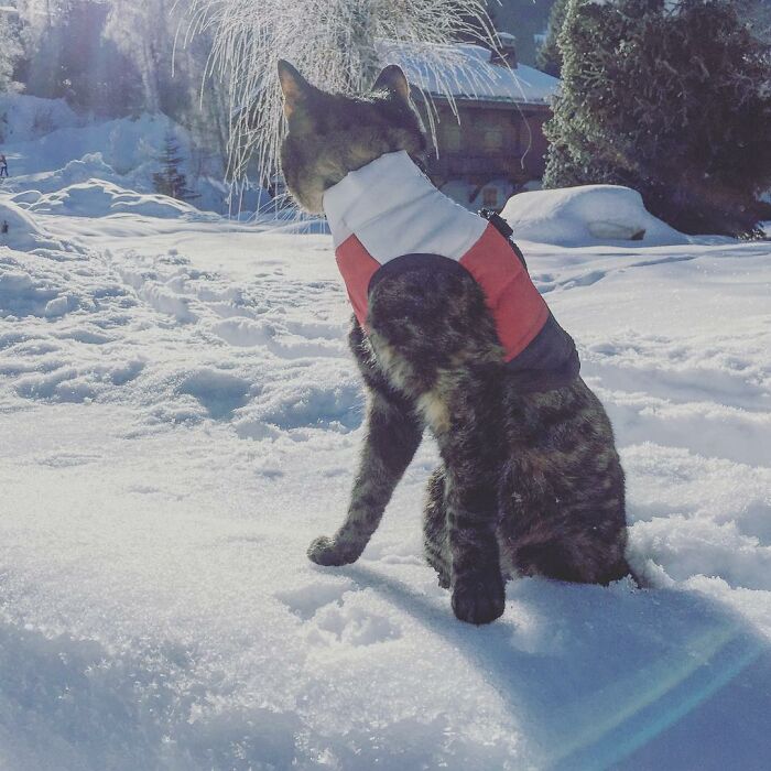 Meet Cathode, The Cat That Has Incredible Adventures With Its Owner