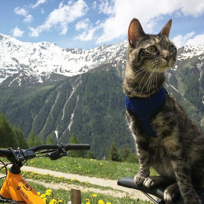 Meet Cathode, The Cat That Has Incredible Adventures With Its Owner