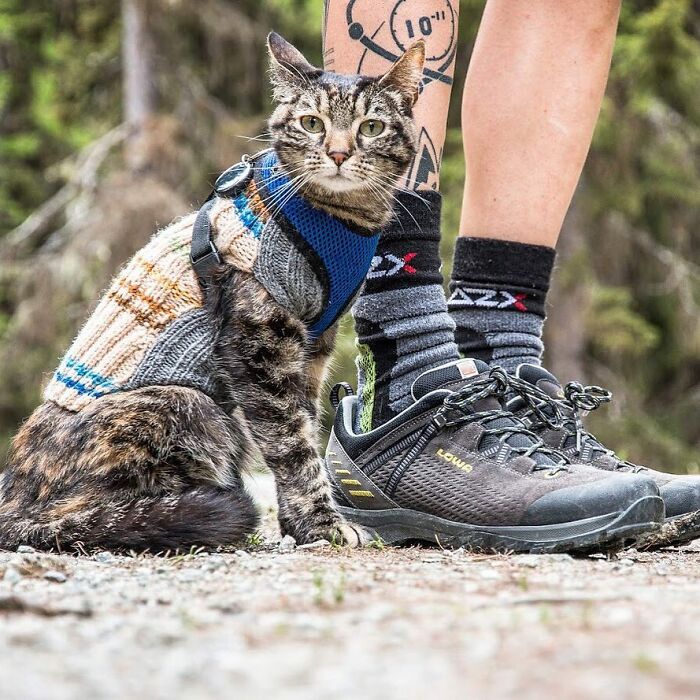 Meet Cathode, The Cat That Has Incredible Adventures With Its Owner