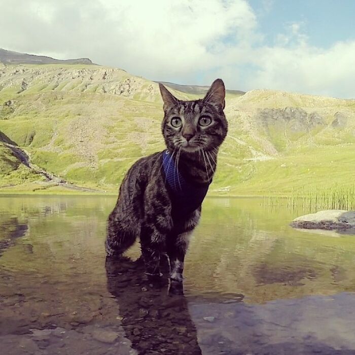 Meet Cathode, The Cat That Has Incredible Adventures With Its Owner