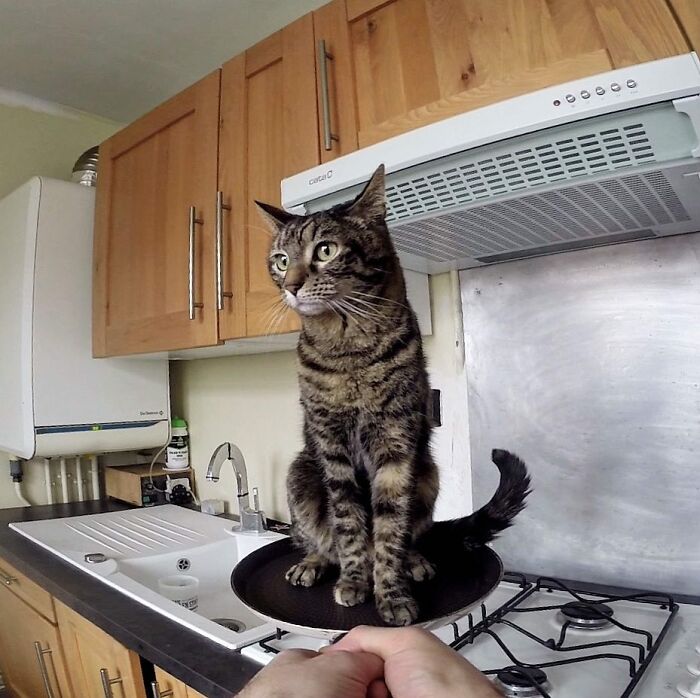 Meet Cathode, The Cat That Has Incredible Adventures With Its Owner
