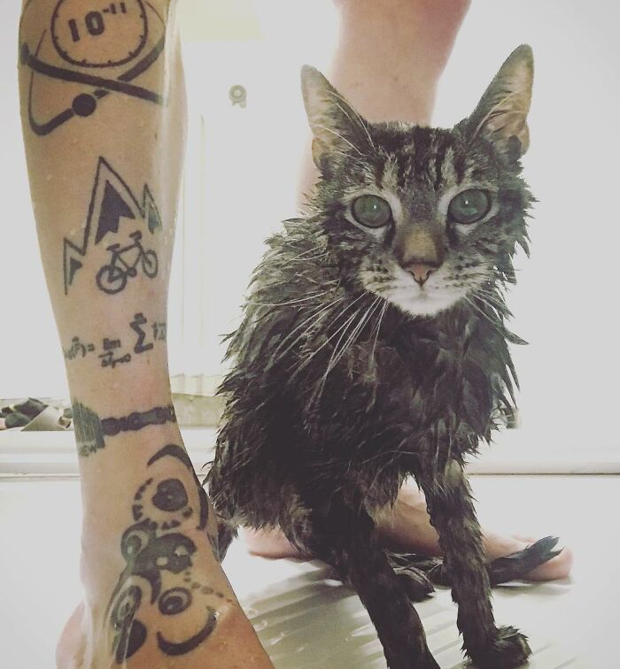 Meet Cathode, The Cat That Has Incredible Adventures With Its Owner