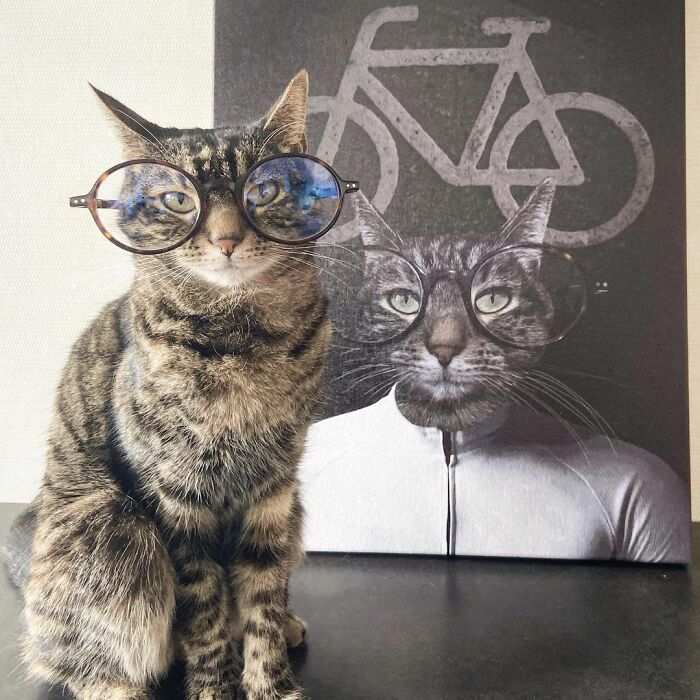 Meet Cathode, The Cat That Has Incredible Adventures With Its Owner