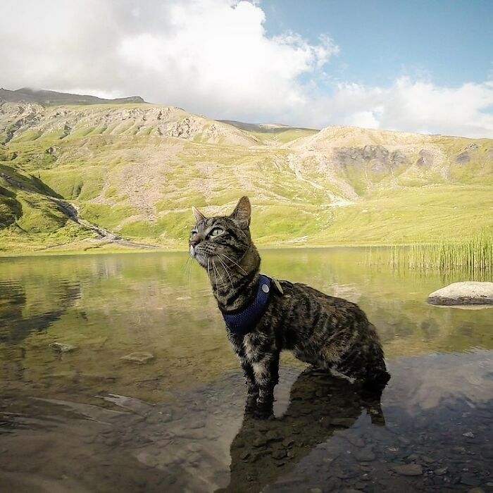Meet Cathode, The Cat That Has Incredible Adventures With Its Owner