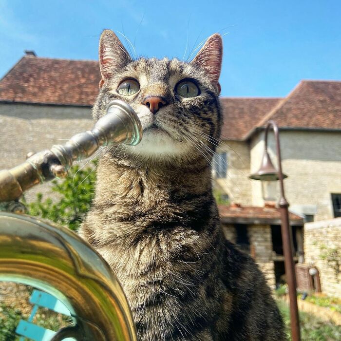 Meet Cathode, The Cat That Has Incredible Adventures With Its Owner