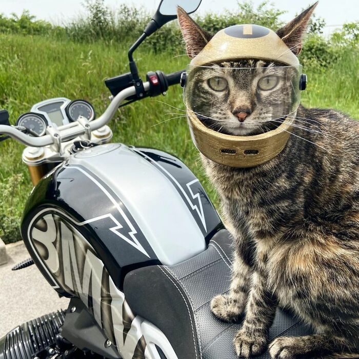 Meet Cathode, The Cat That Has Incredible Adventures With Its Owner