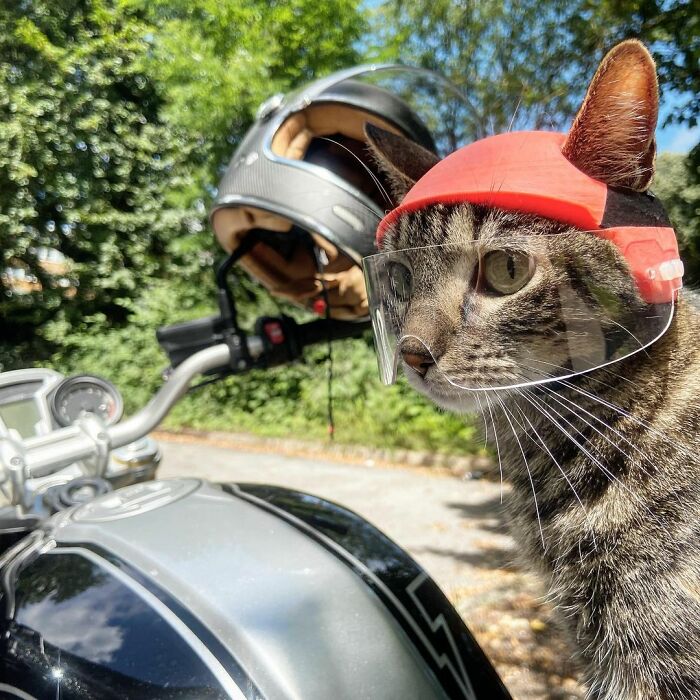 Meet Cathode, The Cat That Has Incredible Adventures With Its Owner