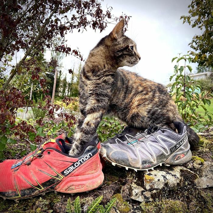 Meet Cathode, The Cat That Has Incredible Adventures With Its Owner