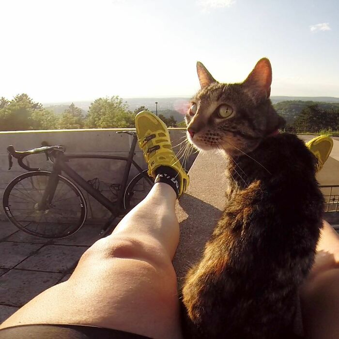 Meet Cathode, The Cat That Has Incredible Adventures With Its Owner