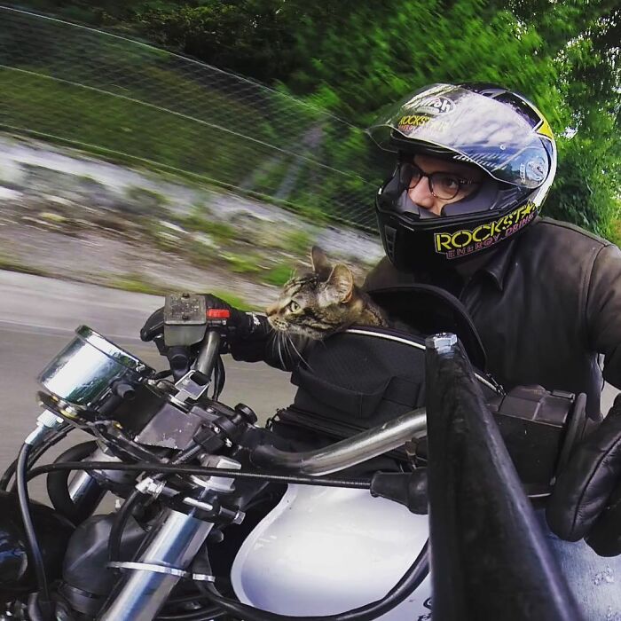 Meet Cathode, The Cat That Has Incredible Adventures With Its Owner