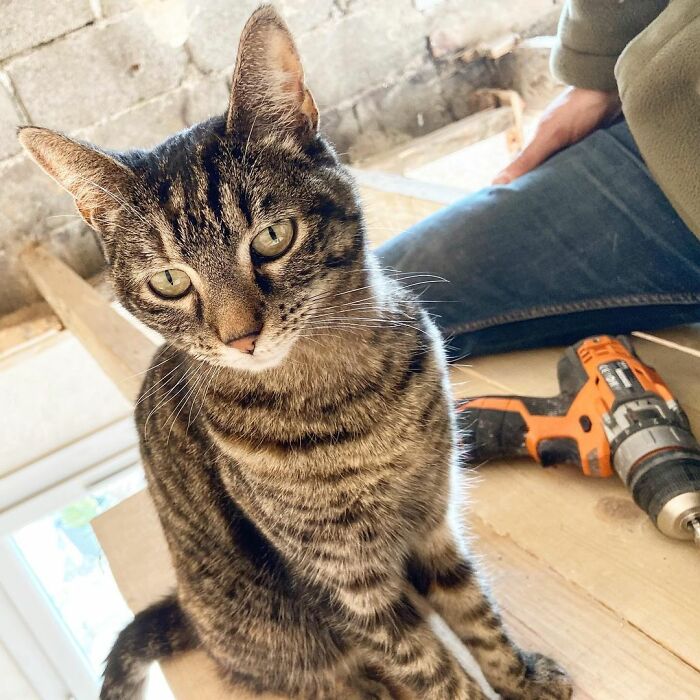 Meet Cathode, The Cat That Has Incredible Adventures With Its Owner