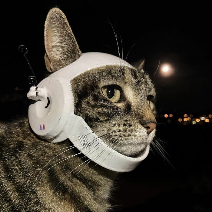 Meet Cathode, The Cat That Has Incredible Adventures With Its Owner