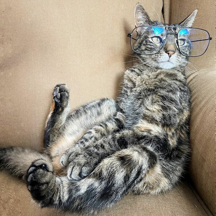 Meet Cathode, The Cat That Has Incredible Adventures With Its Owner