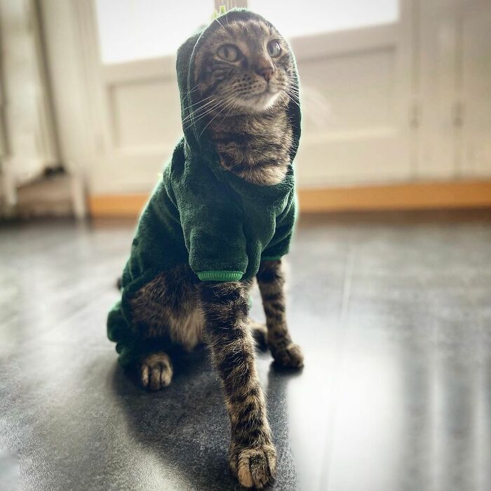 Meet Cathode, The Cat That Has Incredible Adventures With Its Owner