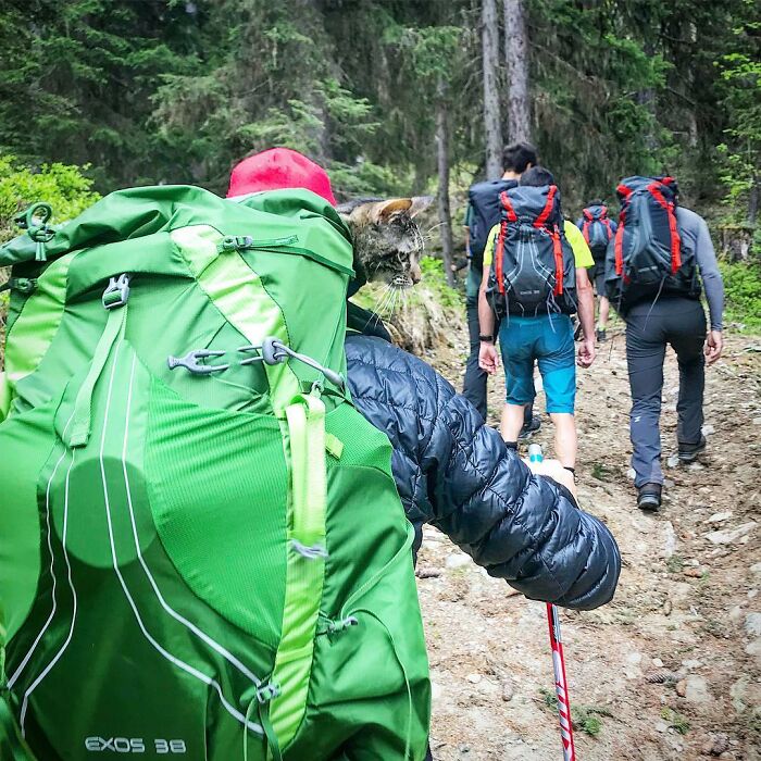 Meet Cathode, The Cat That Has Incredible Adventures With Its Owner