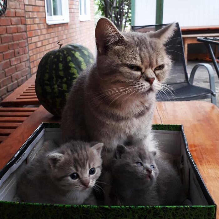 This Unique-Looking Cat Almost Didn't Survive, But Was Taken Care Of By Owners And Adoptive Father Cat This Unique-Looking Cat Almost Didn't Survive, But Was Taken Care Of By Owners And Adoptive Father Cat