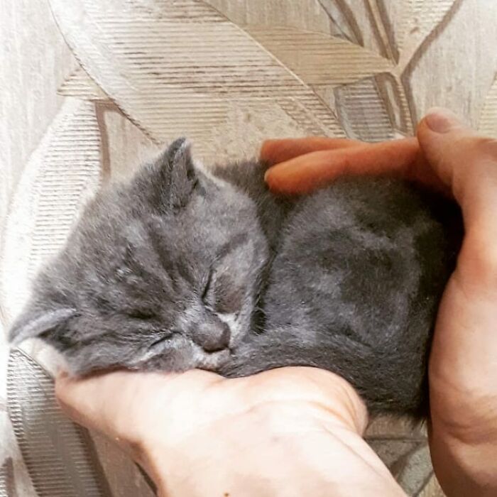 This Unique-Looking Cat Almost Didn't Survive, But Was Taken Care Of By Owners And Adoptive Father Cat This Unique-Looking Cat Almost Didn't Survive, But Was Taken Care Of By Owners And Adoptive Father Cat