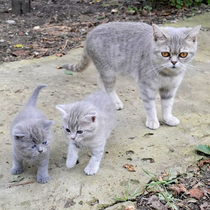 This Unique-Looking Cat Almost Didn't Survive, But Was Taken Care Of By Owners And Adoptive Father Cat This Unique-Looking Cat Almost Didn't Survive, But Was Taken Care Of By Owners And Adoptive Father Cat