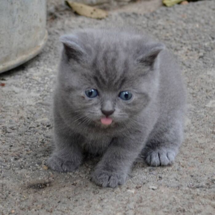 This Unique-Looking Cat Almost Didn't Survive, But Was Taken Care Of By Owners And Adoptive Father Cat