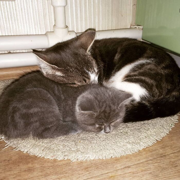 This Unique-Looking Cat Almost Didn't Survive, But Was Taken Care Of By Owners And Adoptive Father Cat This Unique-Looking Cat Almost Didn't Survive, But Was Taken Care Of By Owners And Adoptive Father Cat