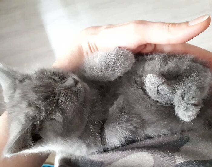 This Unique-Looking Cat Almost Didn't Survive, But Was Taken Care Of By Owners And Adoptive Father Cat This Unique-Looking Cat Almost Didn't Survive, But Was Taken Care Of By Owners And Adoptive Father Cat