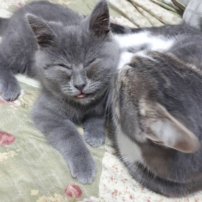 This Unique-Looking Cat Almost Didn't Survive, But Was Taken Care Of By Owners And Adoptive Father Cat This Unique-Looking Cat Almost Didn't Survive, But Was Taken Care Of By Owners And Adoptive Father Cat