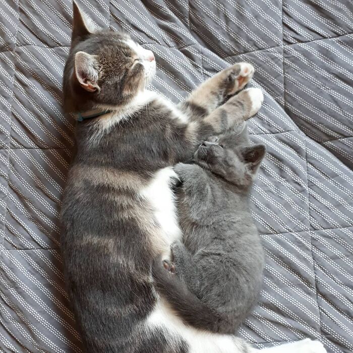 This Unique-Looking Cat Almost Didn't Survive, But Was Taken Care Of By Owners And Adoptive Father Cat This Unique-Looking Cat Almost Didn't Survive, But Was Taken Care Of By Owners And Adoptive Father Cat